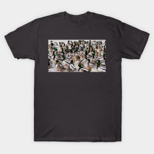 Mallard Duck Flock T-Shirt